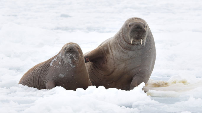 Pair of Arctic Walruses.